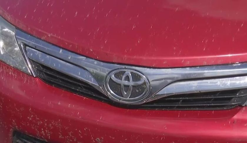 Bugs all over the car. (Credit: WINK News)