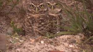 FILE: Burrowing owls in Cape Coral. (Credit: WINK News/FILE)