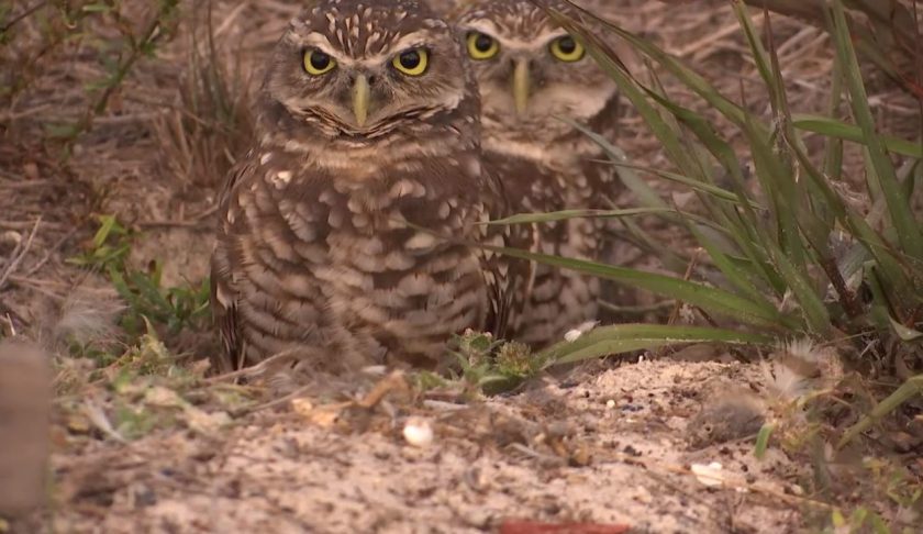 FILE: Burrowing owls in Cape Coral. (Credit: WINK News/FILE)