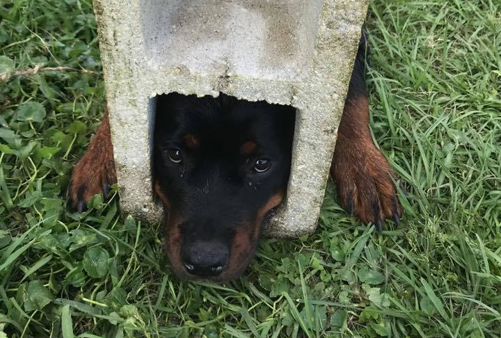 Dog stuck in cinder-block. (Credit: St. Johns County Fire Rescue)