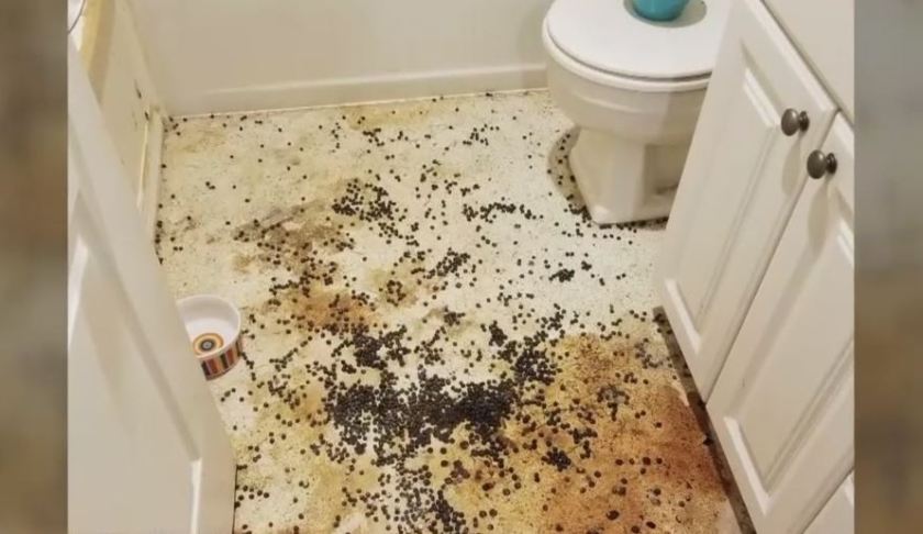 Filth where some animals lived in. (Credit: WINK News)