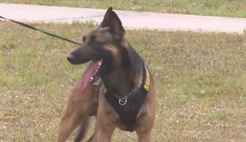 K9 on a break from training. (Credit: WINK News)