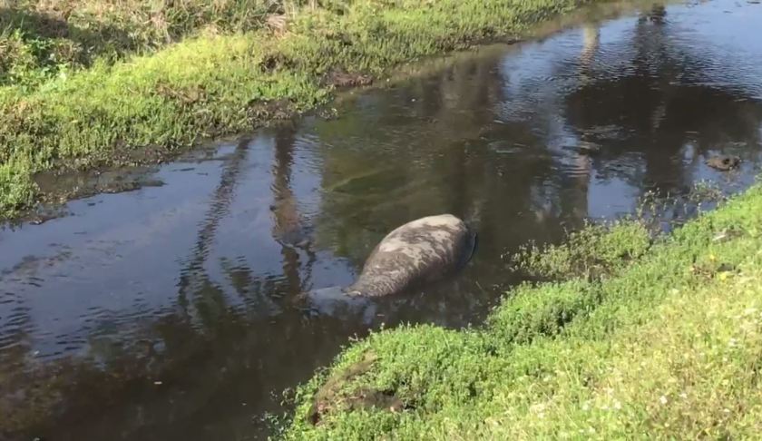 Manatee stuck in a canal. (Credit: WINK News)