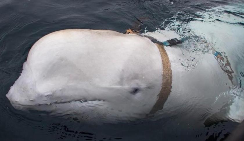 Military whale. (Credit: CBS News)
