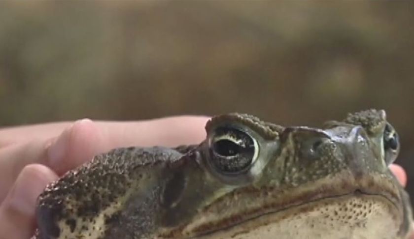 Person holds a cane toad. (Credit: WINK News)