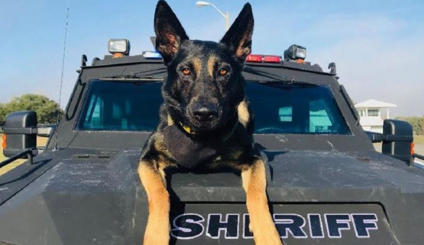 Police dog. (Credit: Pasco County Sheriff's Office)