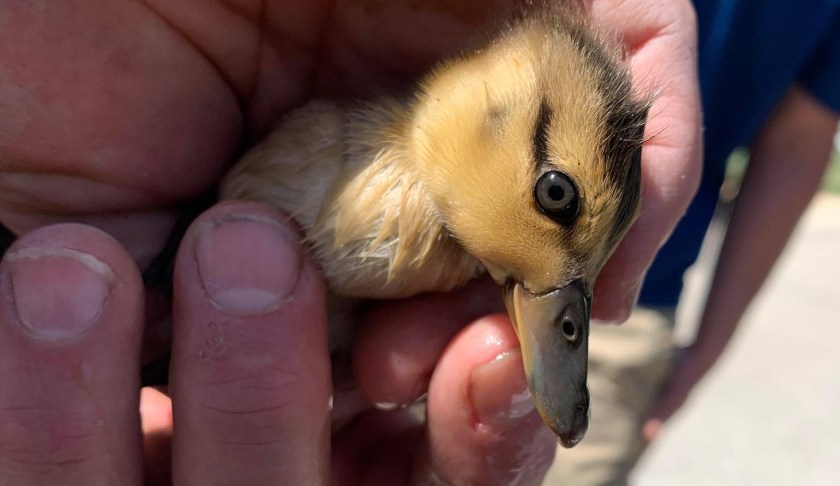 Rescued duckling. (Credit: Bonita Springs Fire Control and Rescue District)