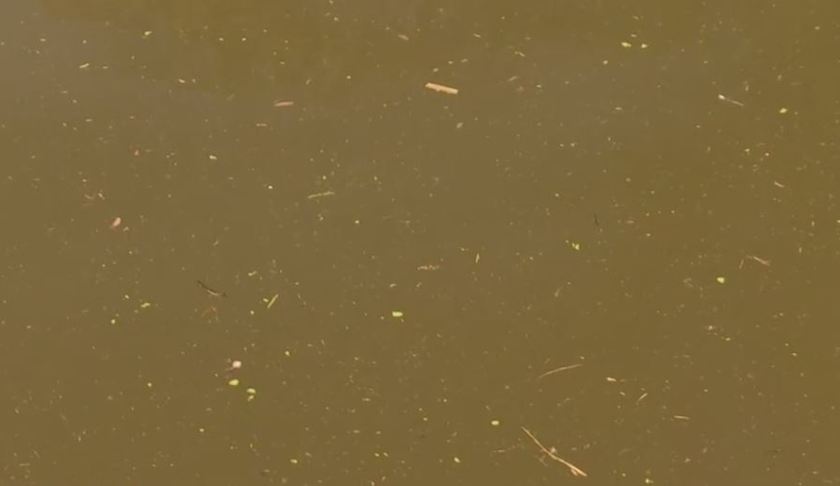 Specks of algae in water. (Credit: WINK News)