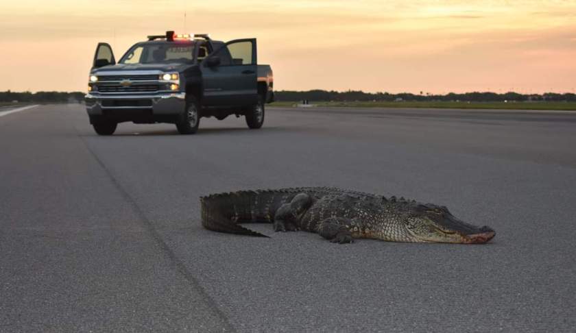 Alligator blocks runway. (Credit: MacDill Air Force Base)