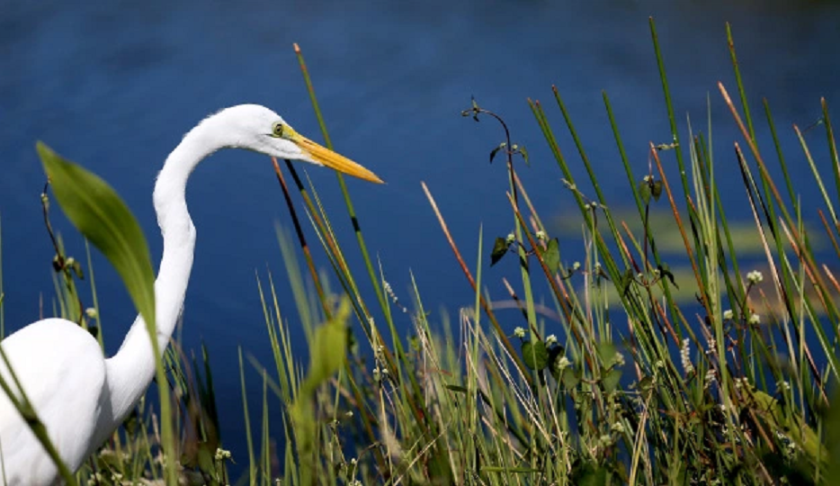 Animal in the Everglades. (Credit: CBS)