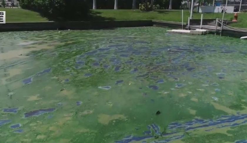 CDC plans to step in as it studies blue green algae impact on health. (Credit: WINK News)