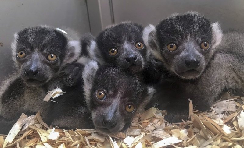 In this Monday, May 27, 2019 photo made available by the Jacksonville Zoo and Gardens, Fla., four black and white baby ruffed lemurs peek out of their next box. Lemurs are a critically endangered species from Madagascar. (Lynde Nunn/Jacksonville Zoo and Gardens via AP)