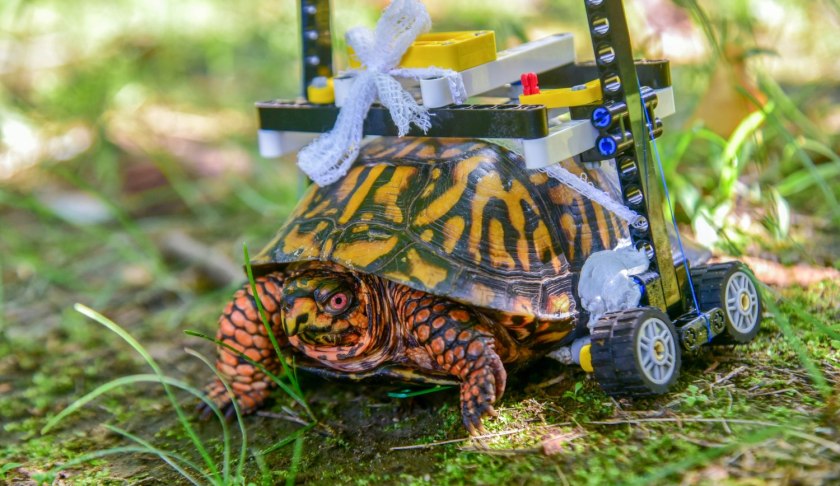 Injured turtle's Lego wheelchair. (Credit: The Maryland Zoo)