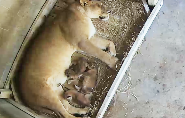 Lion mom gives birth to cubs. (Credit: Naples Zoo).