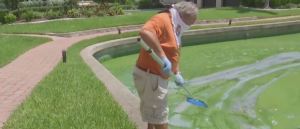 FILE: Man scoops blue-green algae out of the water. in May 2019 (Credit: WINK News/FILE)