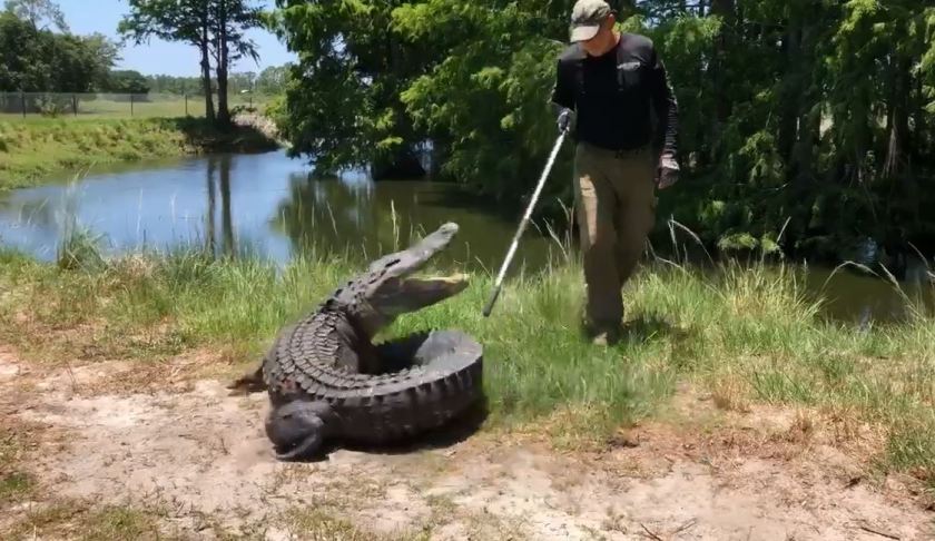 Ray the FWC trapper releasing the gator. (Credit: FWC)