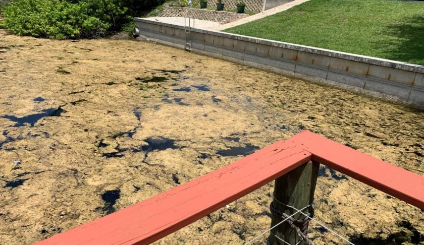 Some of the brownish-green gunk in a Cape Coral canal. (Credit: WINK News)