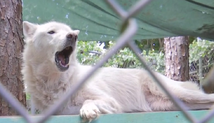 FILE: Wolf at the Shy Wolf Sanctuary. (Credit: WINK News/FILE)