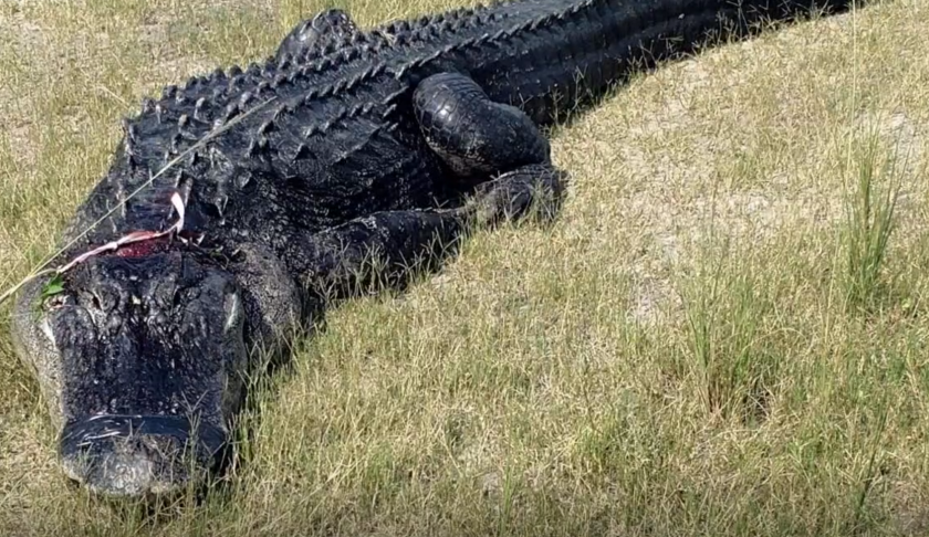 Alligator that partially ate a man in Florida. (Credit: Polk County Sheriff's Office)