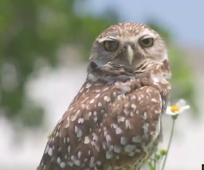 Cape Coral Man Makes Home For Burrowing Owls