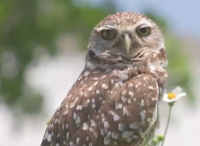 Burrowing Owl. (Credit: WINK News)