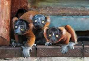 Critically endangered Red-Ruffed Lemurs born at Naples Zoo. (Credit: Naples Zoo)