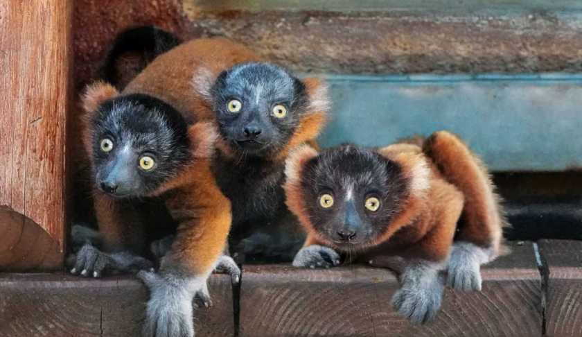 Critically endangered Red-Ruffed Lemurs born at Naples Zoo. (Credit: Naples Zoo)