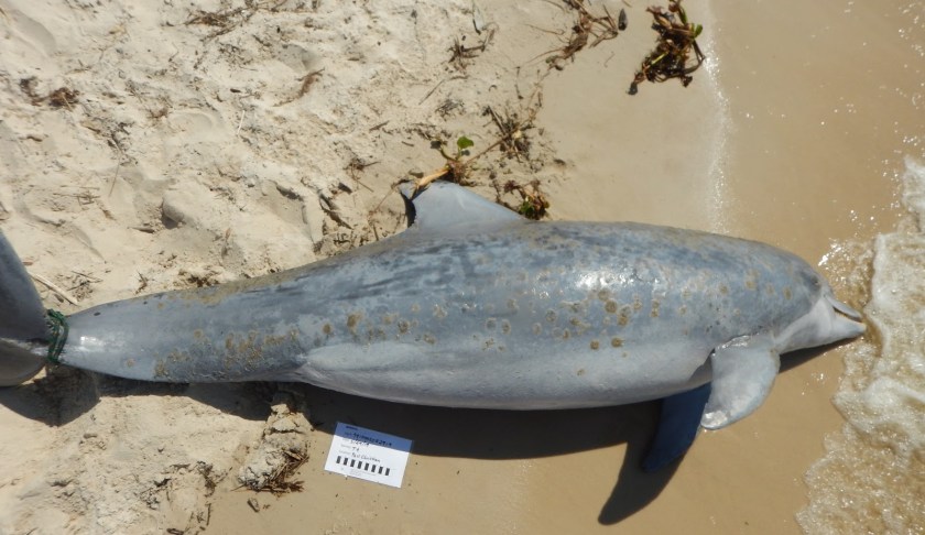 Dolphin with suspected freshwater lesions. (Credit: Institute for Marine Mammal Studies)
