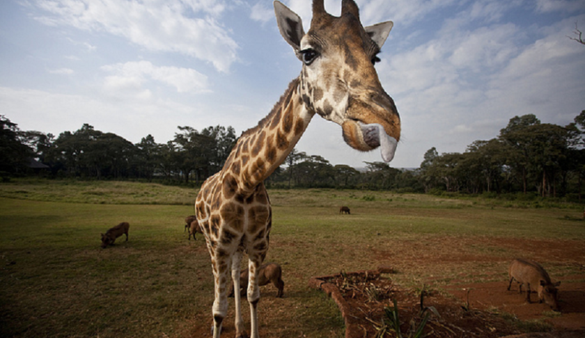 Giraffe. (Credit: CBS News)