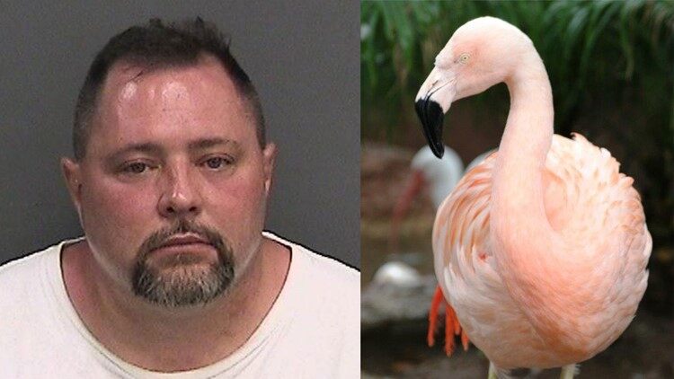Joseph Carrao, 45, and the flamingo he allegedly attacked at Busch Gardens. (Credit: CBS)