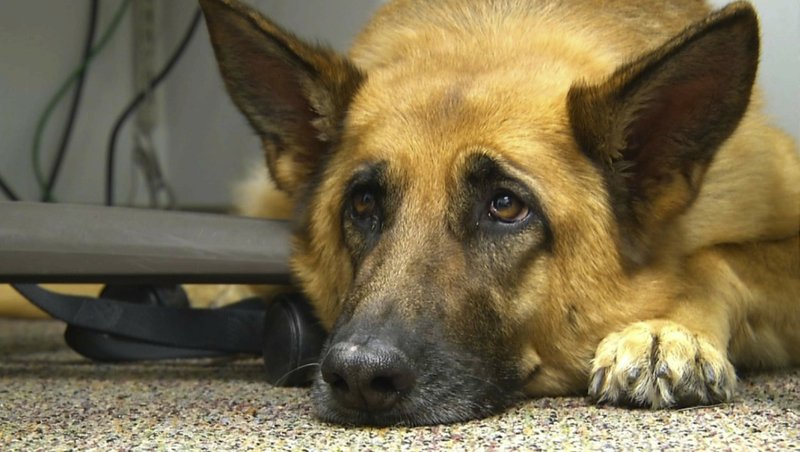 FILE - This Feb. 18, 2014 shows Lexy, a therapy dog at Fort Bragg, N.C. A study released on Monday, June 17, 2019 suggests that over thousands of years of dog domestication, people preferred dogs that could pull off the ”puppy dog" eyes look. And that encouraged the evolution of the facial muscle behind it, researchers propose. (AP Photo/Alex Sanz, File)