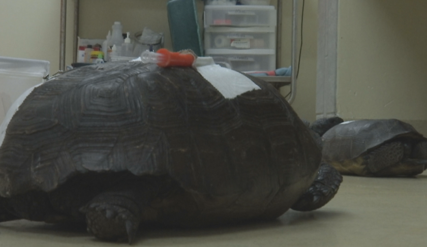 Turtles in bad condition at the CROW Clinic. (Credit: WINK News)