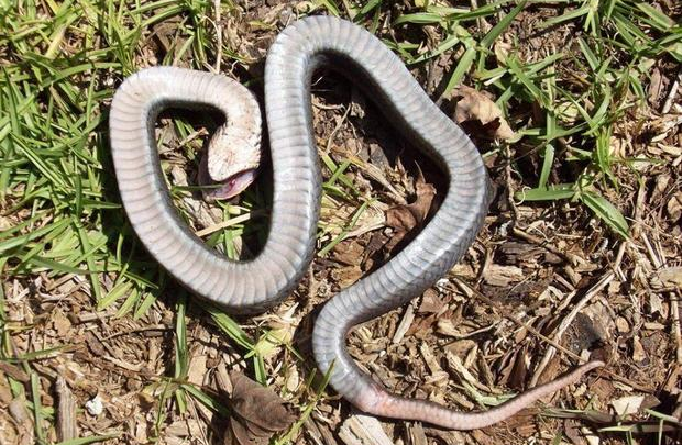 The eastern hognose snake puts on "quite a dramatic display to deter predators," according to the North Carolina State Parks and Recreation. (Credit: North Carolina State Parks and Recreation)