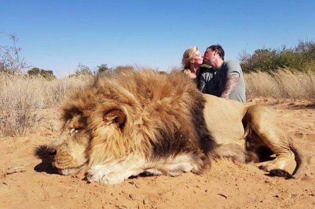 A Canadian couple poses for romantic photo with lion they shot and killed in South Africa. (Credit: CBS News)