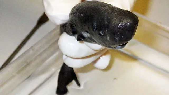 American Pocket Shark is the first of its kind to be discovered in the Gulf of Mexico. (Credit: CNN)