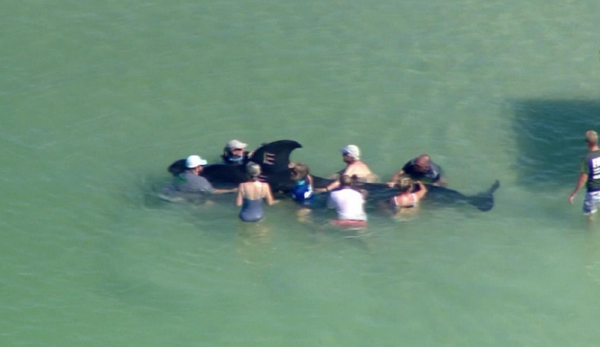 Among the whales that beached itself Monday morning. (Credit: CBS)