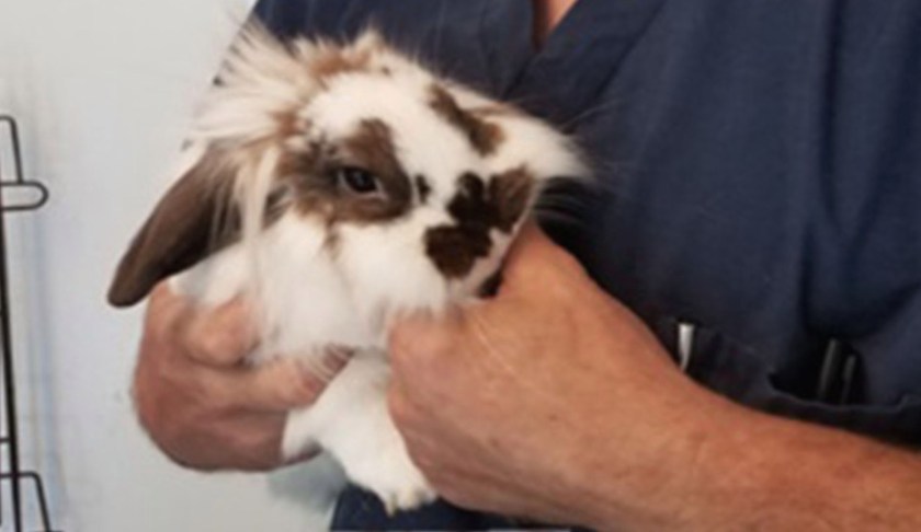 A rabbit tied to a weight was saved by a NH kayaker. (Credit: Raymond NH Police Department)