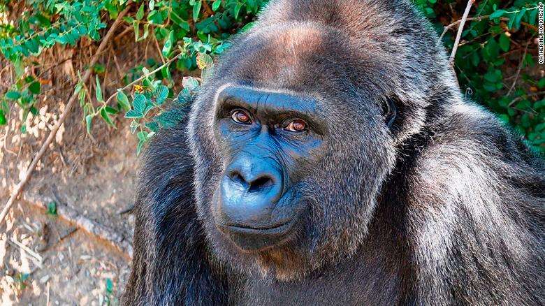 This undated photo provided by the Little Rock Zoo shows Trudy at the zoo, in Little Rock, Ark. Trudy, believed to be the world's oldest gorilla at an accredited zoo, was found dead Wednesday, July 24, 2019, by zookeepers. She was 63. (Catherine Hopkins/Little Rock Zoo via AP)