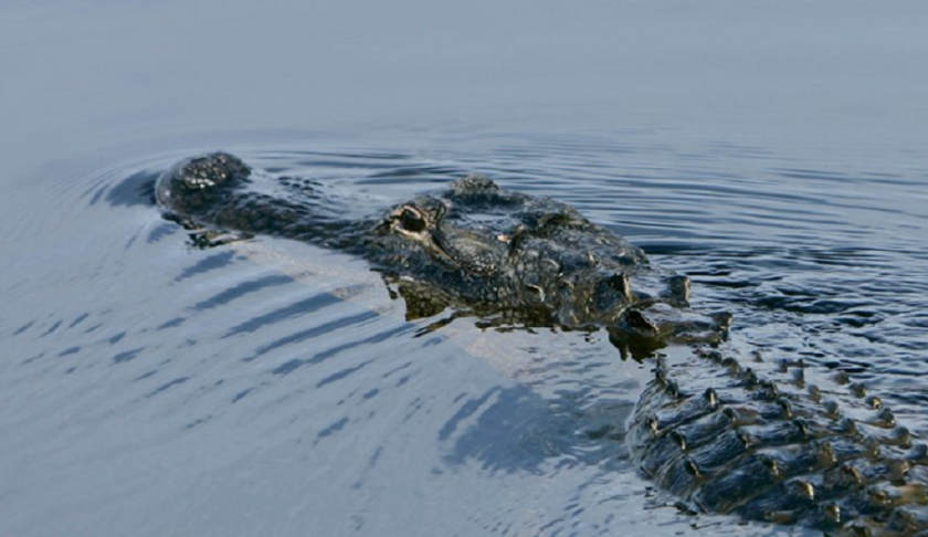 Gator in the water. (Credit: CBS)
