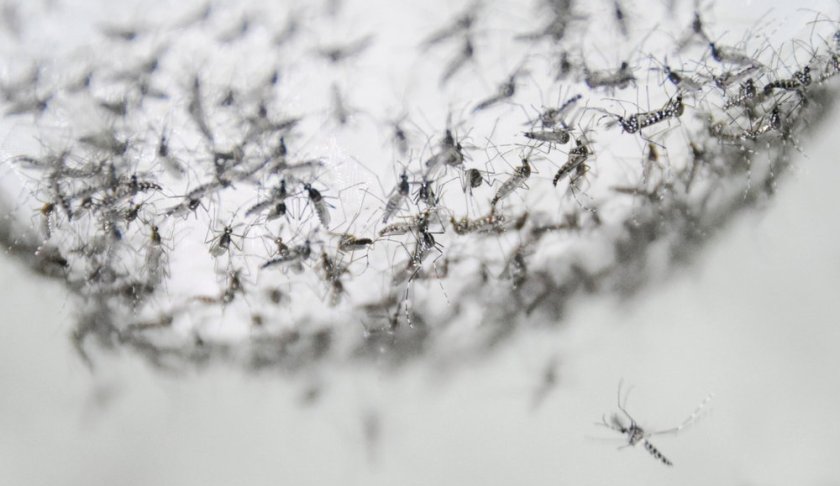 This July 13, 2019 photo provided by Guangzhou Wolbaki Biotech shows male Aedes albopictus mosquitoes in a container at the company's lab in Guangzhou, China, prepared for release. Researchers zapped the insects with a small dose of radiation and infected them with a virus-fighting bacterium called Wolbachia. Males and female mosquitoes with different types of Wolbachia won’t have young that survive. So researchers intentionally infect males with a strain not found in the area and then release the insects. (Guangzhou Wolbaki Biotech via AP)