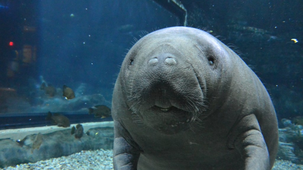 State likely to end 2020 with more manatee deaths than usual