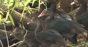 Muscovy ducks are making their territory in the Parker Lakes Community in south Fort Myers. (Credit: WINK News)