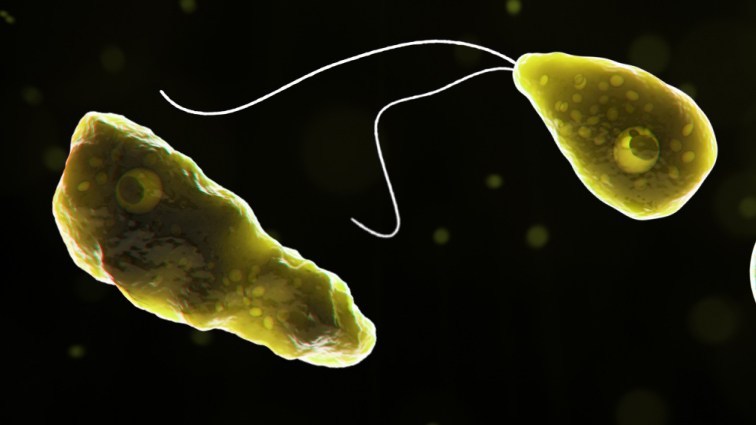 Naegleria fowleri, referred to as the brain-eating amoeba. (Credit: CBS)
