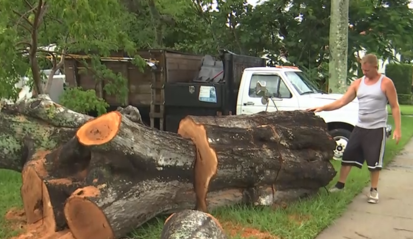 Old tree cut down in Lee County. (Credit: WINK News)