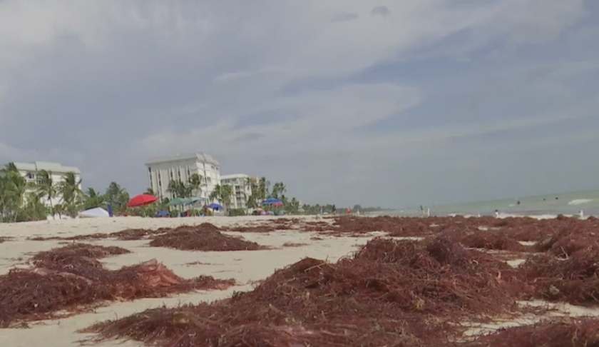 Red drift algae washes ashore on Naples Beach Monday, July 15, 2019. (Credit: WINK News)