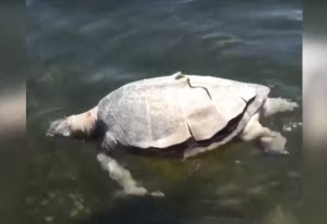 Speared sea turtle. (Credit: Biscayne National Park)