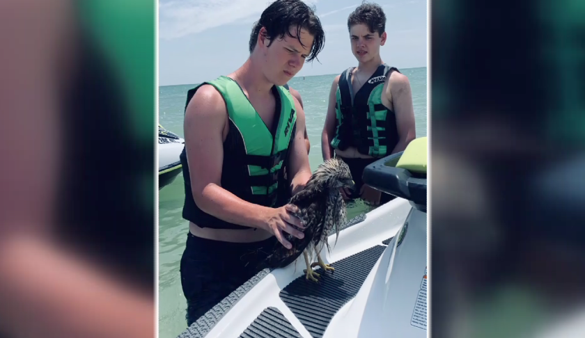 The teens who rescued the hawk at Bonita Beach. (Credit: WINK News)