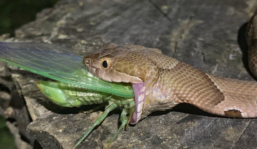 This July 17, 2019 photo provided by Charlton McDaniel of Fort Smith, Ark., shows a copperhead snake eating a cicada in Arkansa's Ozark National Forest. McDaniel of said Thursday, July 25, 2019, that he was "fascinated and captivated" to see a copperhead eat a newly emerged cicada at dusk on July 17. McDaniel says he went to the forest for moonlight kayaking and noticed the molting cicada. McDaniel scared off a nearby snake, but the reptile returned to gobble the insect. (Charlton McDaniel via AP)