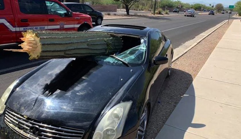 This photo provided by the Northwest Fire District shows where a driver escaped injury when his car's windshield was pierced by the trunk of a saguaro cactus during a wreck Wednesday, July 10, 2019 on the outskirts of Tucson, Ariz. Pima County sheriff's Deputy Daniel Jelineo said the black sports car struck the cactus while crossing a median before ending up on the other side of a road and that the cactus ended up slamming into the car's windshield. (Northwest Fire District via AP)