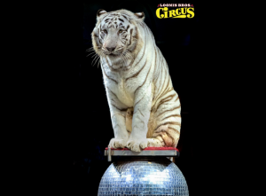 Tiger performs an act. (Credit: Loomis Bros. Circus)